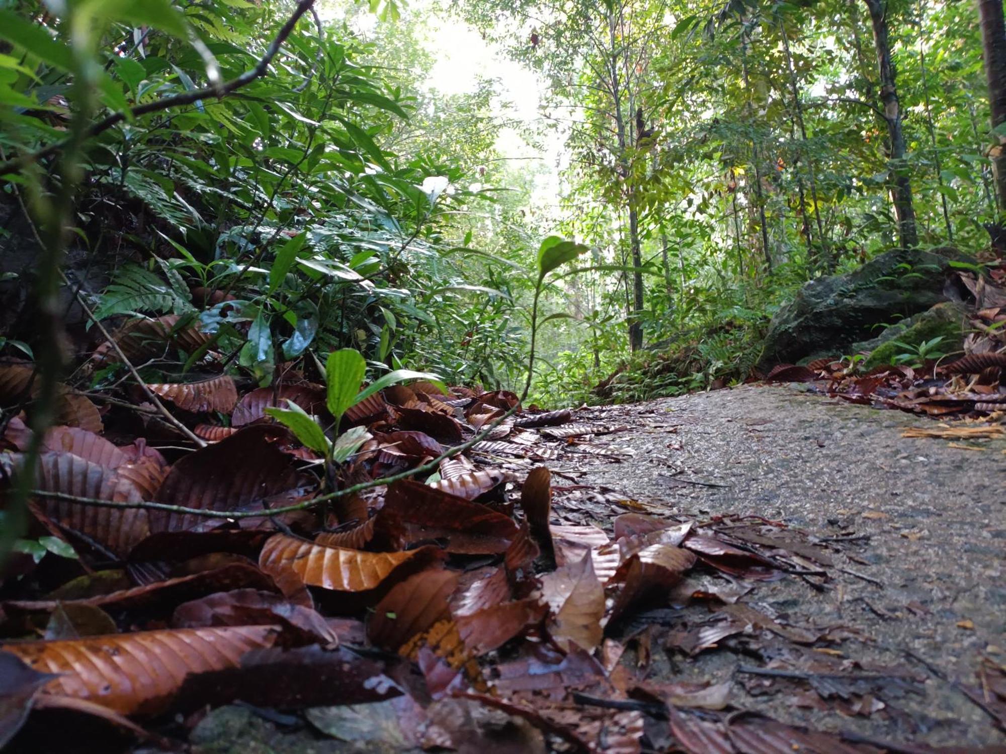Sunshine Forest Lodge - Sinharaja Deniyaya Luaran gambar